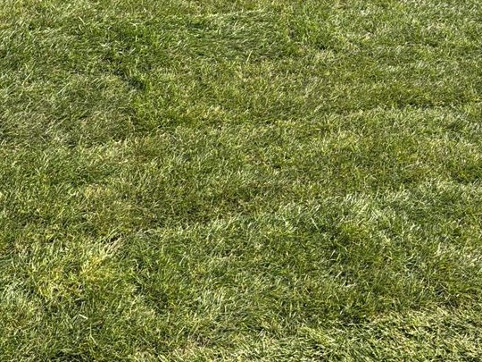 mooie groene grasmat gezaaid in Eeklo, Zelzate, Ertvelde, Assenede, Bassevelde, Boekhoute, Evergem, Terneuzen, Sas van Gent, Sleidinge, Oosteeklo
