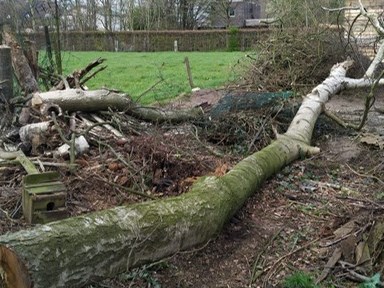 Gerooide boom in Eeklo, Zelzate, Ertvelde, Assenede, Bassevelde, Boekhoute, Evergem, Terneuzen, Sas van Gent, Sleidinge, Oosteeklo