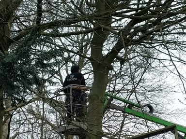 Verwijderen dode bomen in Eeklo, Zelzate, Ertvelde, Assenede, Bassevelde, Boekhoute, Evergem, Terneuzen, Sas van Gent, Sleidinge, Oosteeklo
