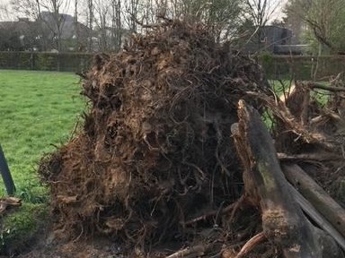 uitgegraven boomwortel in Eeklo, Zelzate, Ertvelde, Assenede, Bassevelde, Boekhoute, Evergem, Terneuzen, Sas van Gent, Sleidinge, Oosteeklo