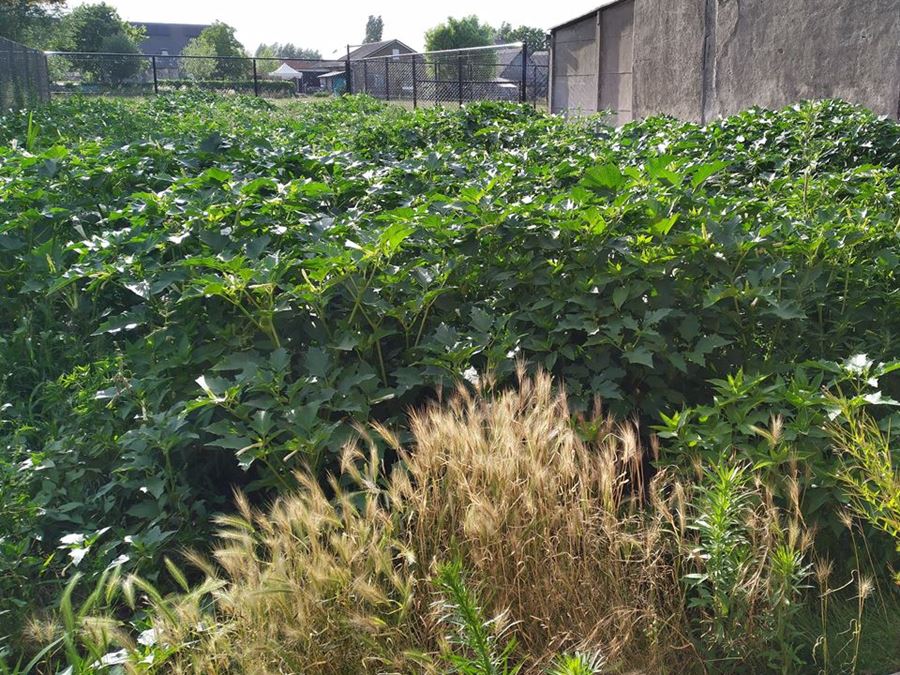 Onkruidbestrijding in Eeklo, Zelzate, Ertvelde, Assenede, Bassevelde, Boekhoute, Evergem, Terneuzen, Sas van Gent, Sleidinge, Oosteeklo