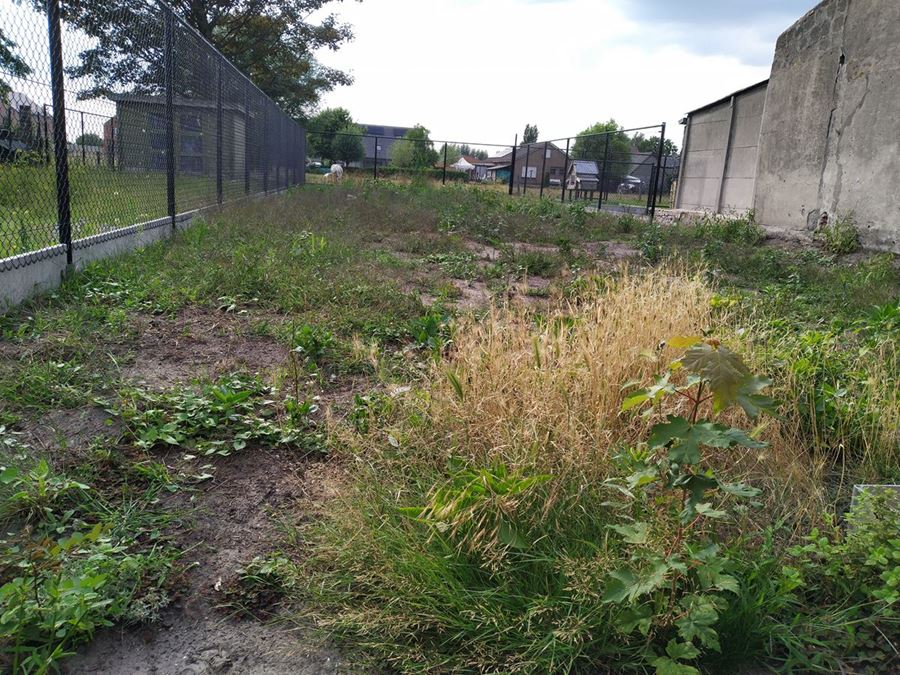 verwijderen onkruid in Eeklo, Zelzate, Ertvelde, Assenede, Bassevelde, Boekhoute, Evergem, Terneuzen, Sas van Gent, Sleidinge, Oosteeklo