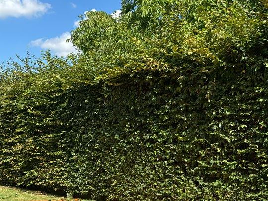 snoeien hoge haag in Eeklo, Zelzate, Ertvelde, Assenede, Bassevelde, Boekhoute, Evergem, Terneuzen, Sas van Gent, Sleidinge, Oosteeklo