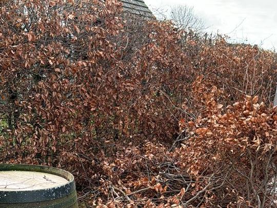Snoeien beukenhaag winterklaar zomerklaar maken tuin in Eeklo, Zelzate, Ertvelde, Assenede, Bassevelde, Boekhoute, Evergem, Terneuzen, Sas van Gent, Sleidinge, Oosteeklo