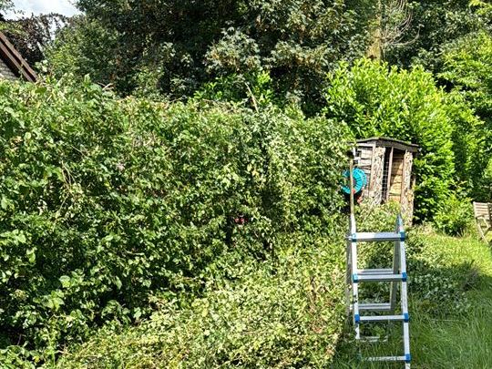 Snoeiwerk in Eeklo, Zelzate, Ertvelde, Assenede, Bassevelde, Boekhoute, Evergem, Terneuzen, Sas van Gent, Sleidinge, Oosteeklo