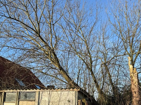 Rooien, verwijderen oude bomen in Eeklo, Zelzate, Ertvelde, Assenede, Bassevelde, Boekhoute, Evergem, Terneuzen, Sas van Gent, Sleidinge, Oosteeklo