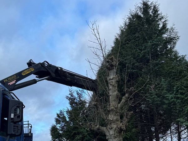 snoeien, rooien bomen in Eeklo, Zelzate, Ertvelde, Assenede, Bassevelde, Boekhoute, Evergem, Terneuzen, Sas van Gent, Sleidinge, Oosteeklo
