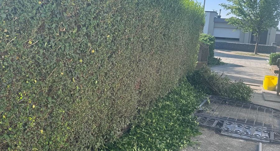 snoeien haag in Zelzate, Ertvelde, Assenede, Bassevelde, Boekhoute, Evergem, Terneuzen, Sas van Gent, Sleidinge, Oosteeklo