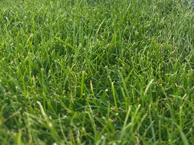 beregening in Eeklo, Zelzate, Ertvelde, Assenede, Bassevelde, Boekhoute, Evergem, Terneuzen, Sas van Gent, Sleidinge, Oosteeklo