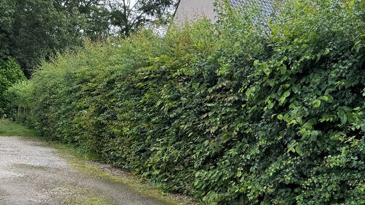 tuinman, hovenier, onderhoud tuin, bestrijding onkruid, snoeiwerk, aanleg tuin, heraanleg tuin, aanleg oprit, tuinhuis, carport, omheining draad of hout in Eeklo, Zelzate, Ertvelde, Assenede, Bassevelde, Boekhoute, Evergem, Terneuzen, Sas van Gent, Sleidinge, Oosteeklo 