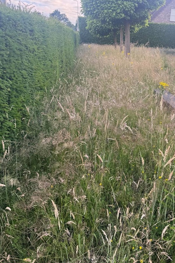 verwijderen onkruid, onkruidbestrijding in Zelzate, Ertvelde, Assenede, Bassevelde, Boekhoute, Evergem, Terneuzen, Sas van Gent, Sleidinge, Oosteeklo