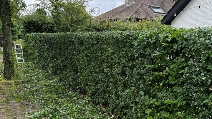 Snoeien haag in Zelzate, Ertvelde, Assenede, Bassevelde, Boekhoute, Evergem, Terneuzen, Sas van Gent, Sleidinge, Oosteeklo