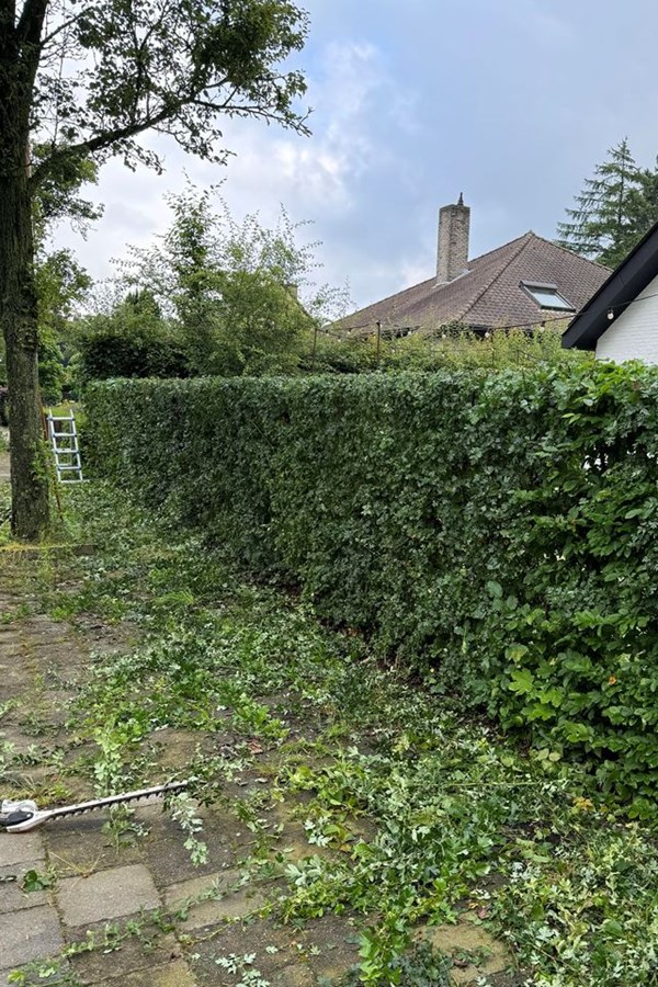 snoeiwerken in Zelzate, Ertvelde, Assenede, Bassevelde, Boekhoute, Evergem, Terneuzen, Sas van Gent, Sleidinge, Oosteeklo